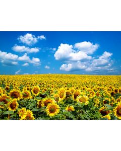 Greeting Cards: Style GCW006